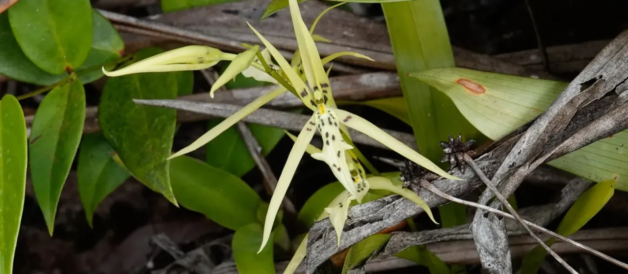 Brassia bidens