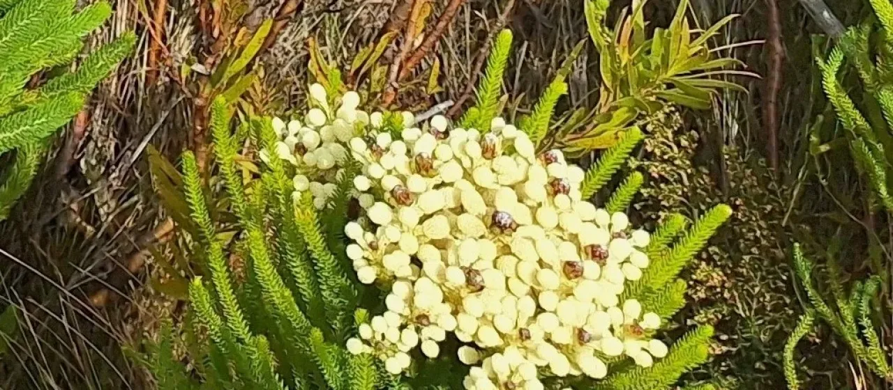 Berzelia alopecuroides