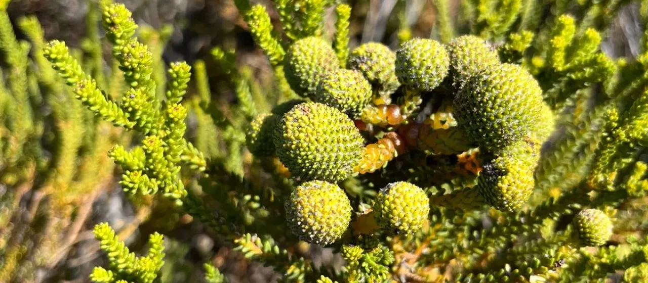Berzelia abrotanoides