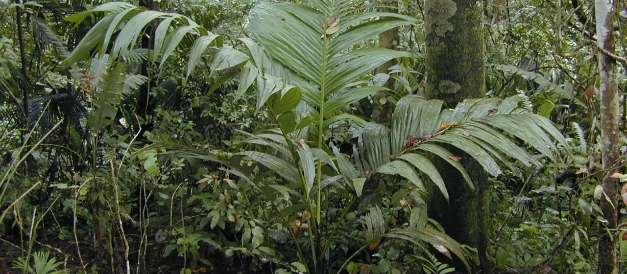 Bentinckia nicobarica