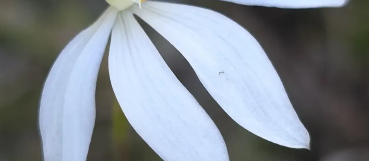 White Fingers orchid