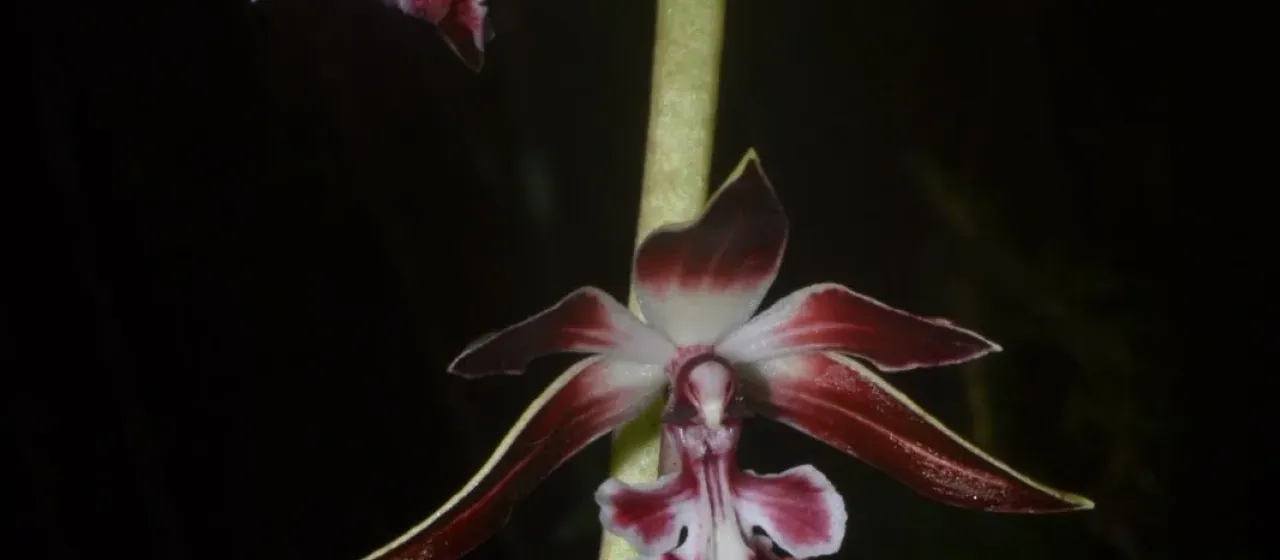 Calanthe brevicornu