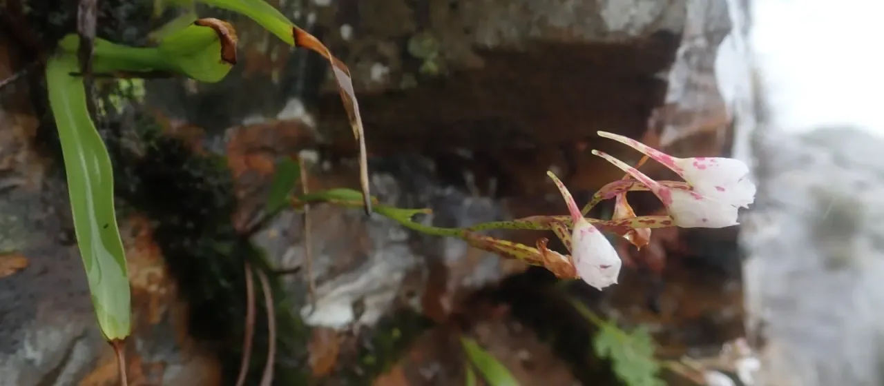Disa saxicola