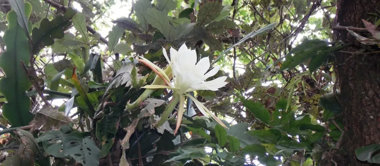 Epiphyllum crenatum