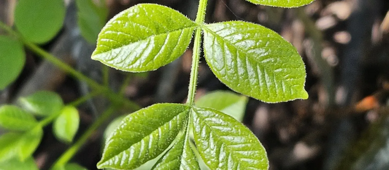 Oregon ash
