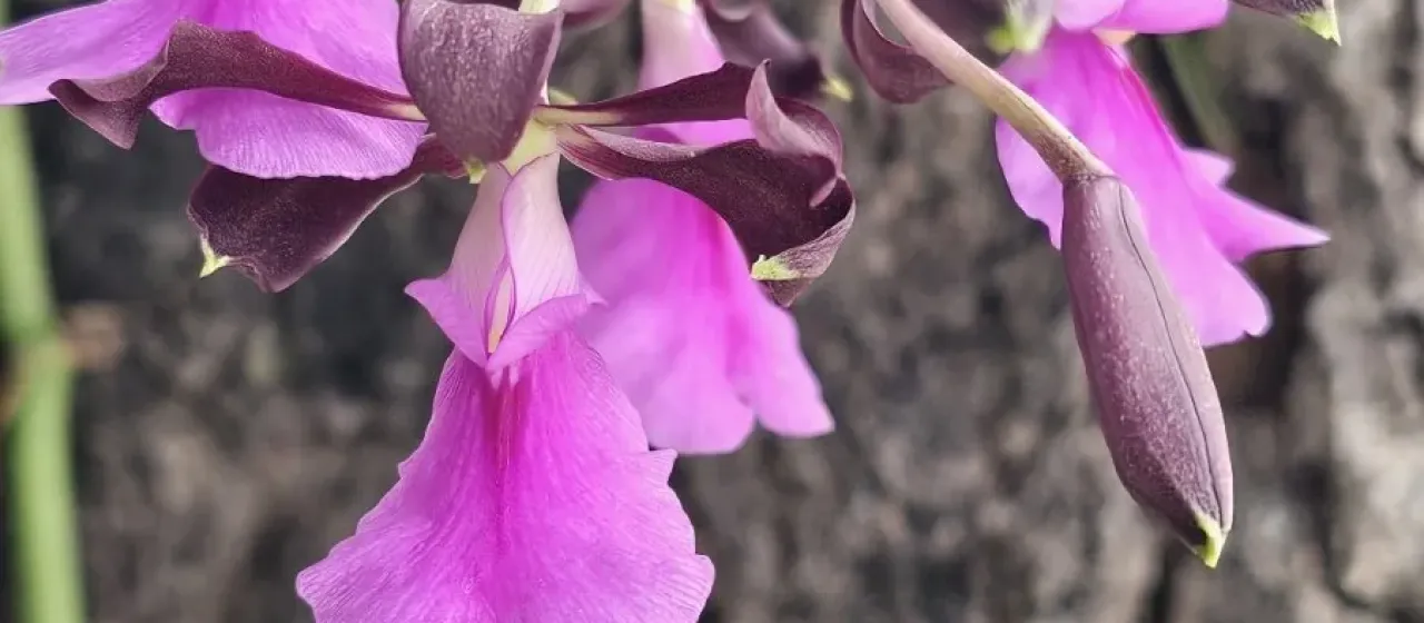 Encyclia cordigera