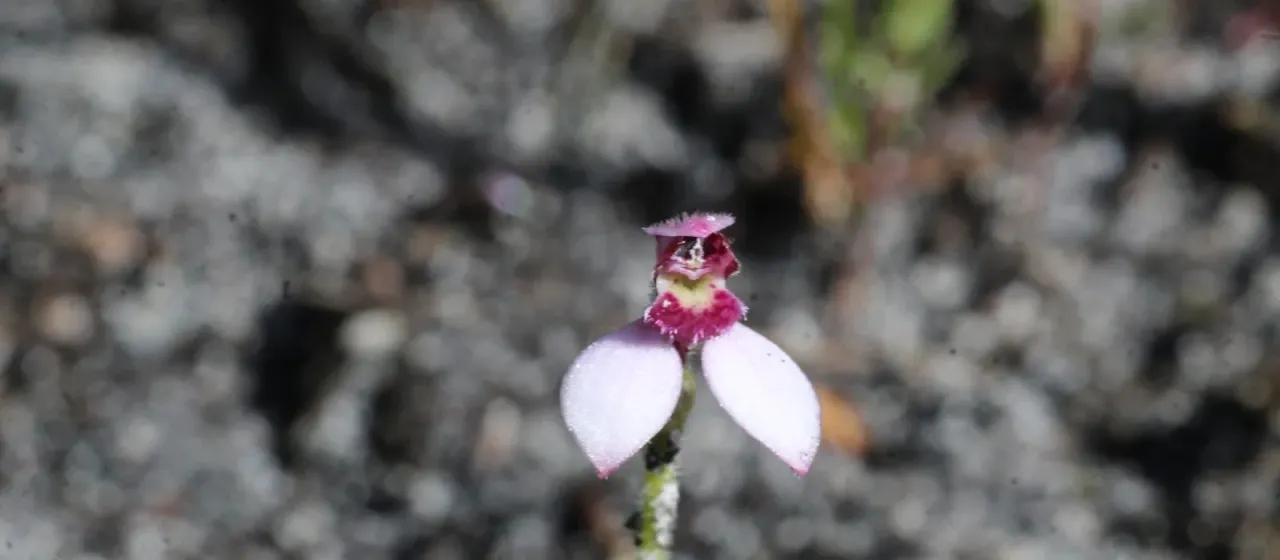 Eriochilus scaber