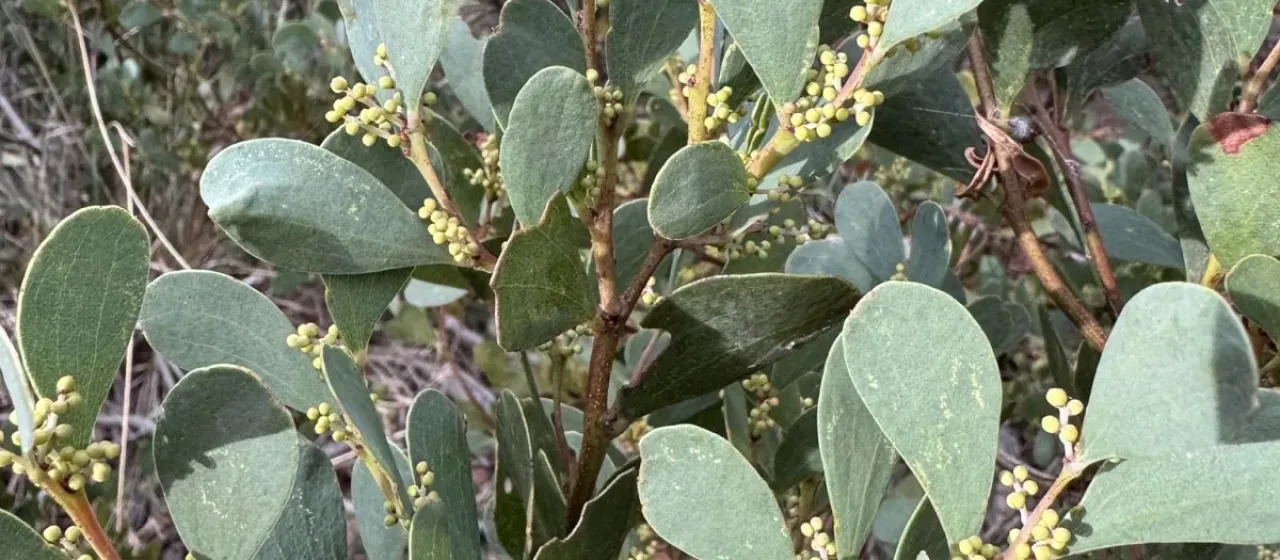 Alpine wattle