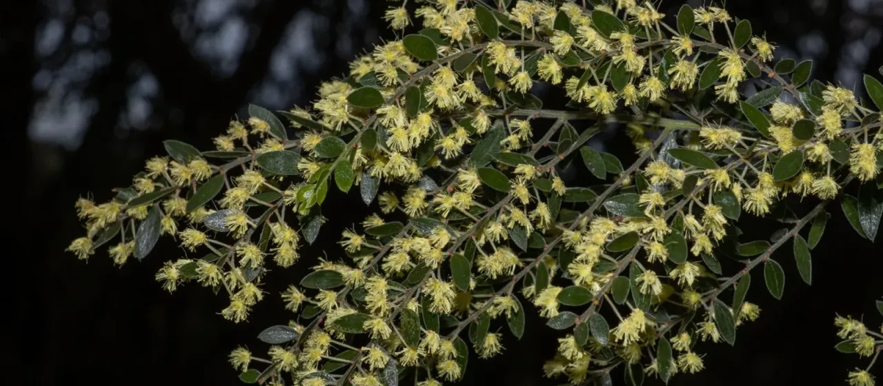 Howitt's wattle