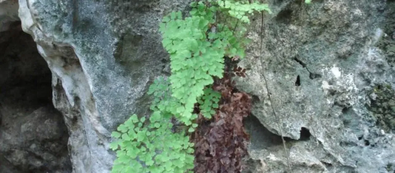 Bermuda maidenhair fern