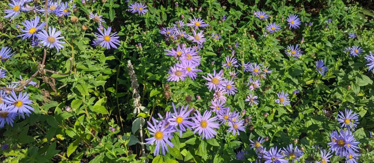 Frikart's aster