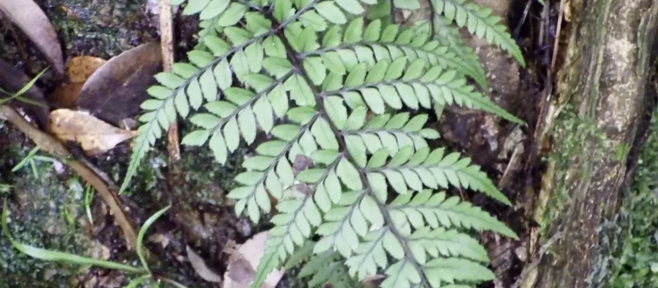 Athyrium otophorum