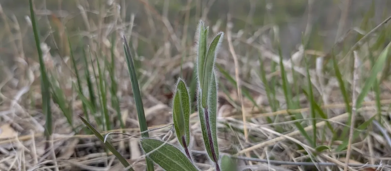 Western silver aster