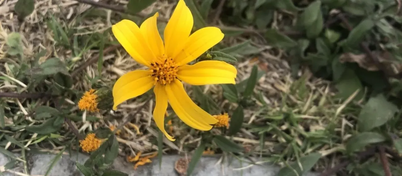 Aldama dentata