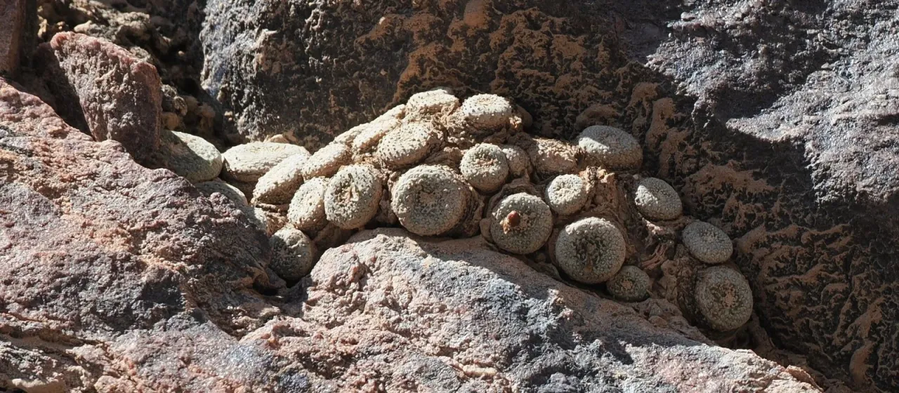 Blossfeldia liliputana