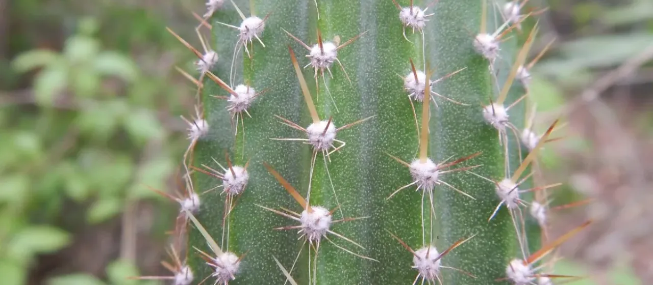 Brasilicereus phaeacanthus