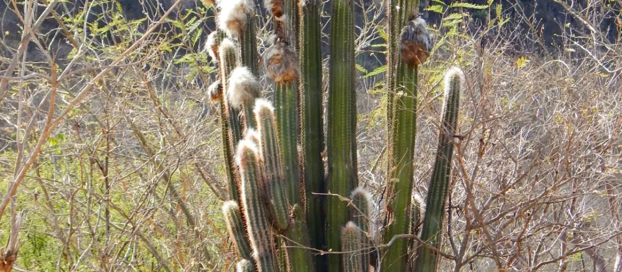 Pilosocereus alensis