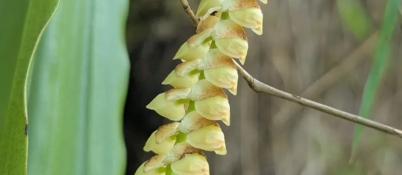 Pholidota imbricata