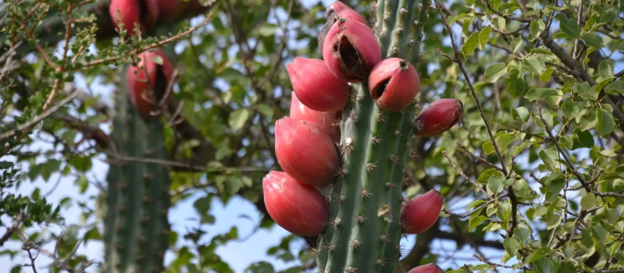 Cereus aethiops