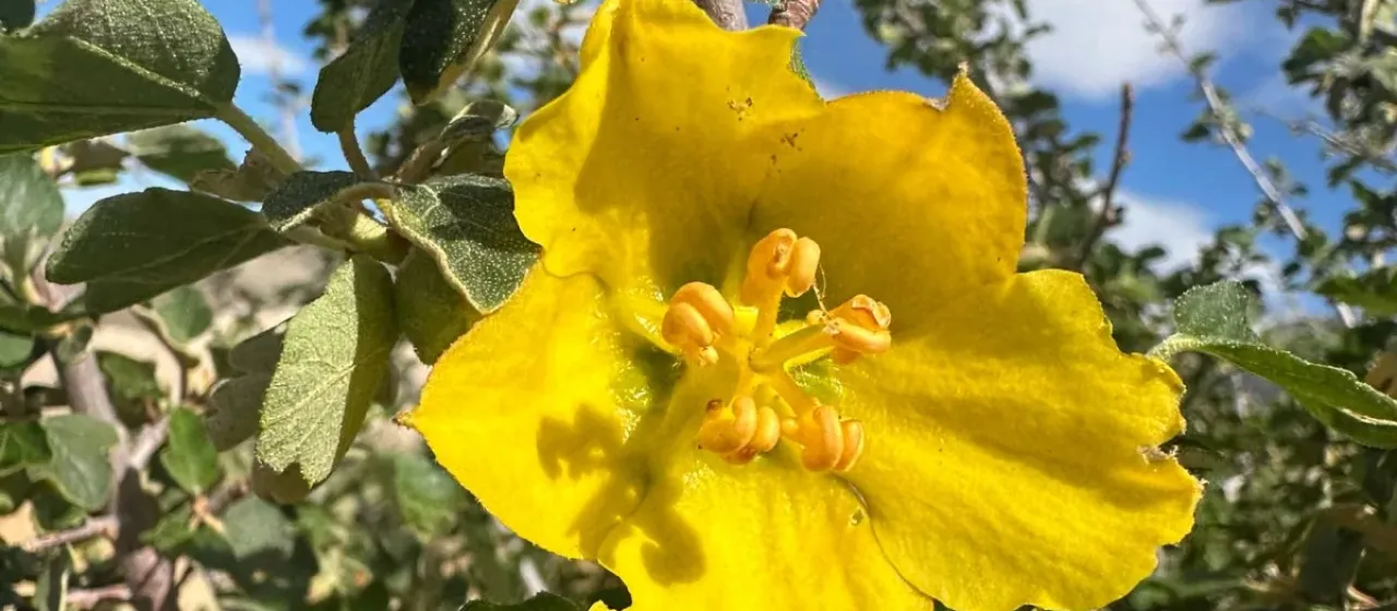 Fremontodendrum