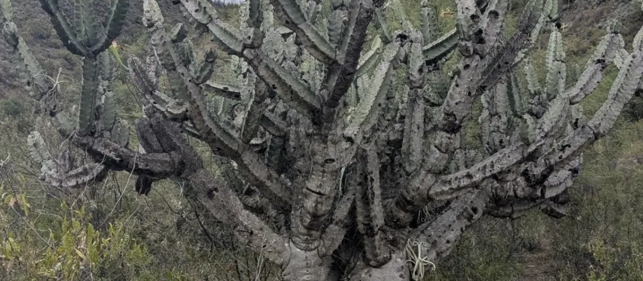 Cereus comarapanus