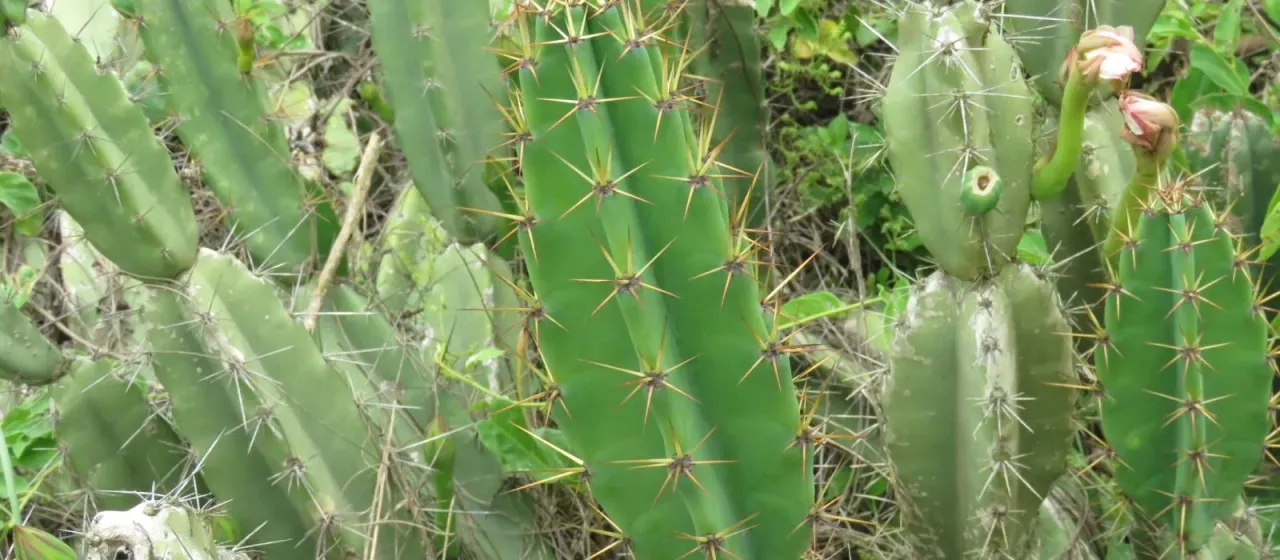 Cereus fernambucensis