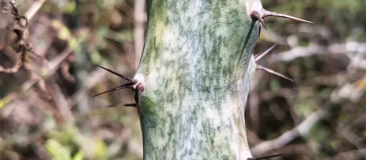 Monvillea spegazzinii