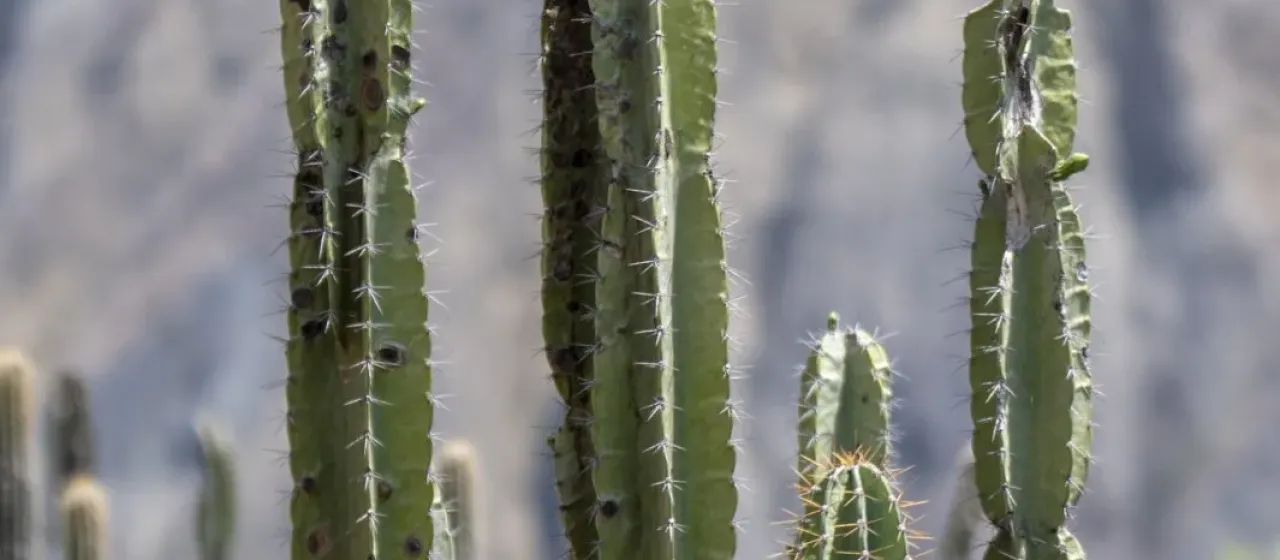 Cereus vargasianus