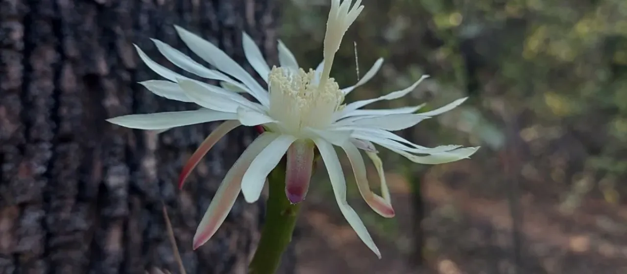 Monvillea cavendishii