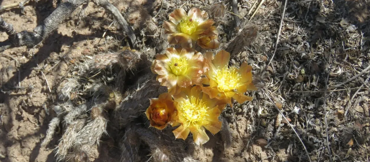 Pterocactus tuberosus