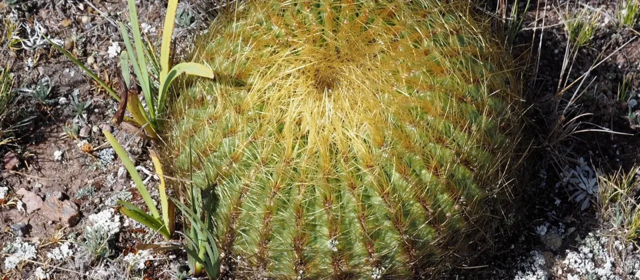 Oroya borchersii
