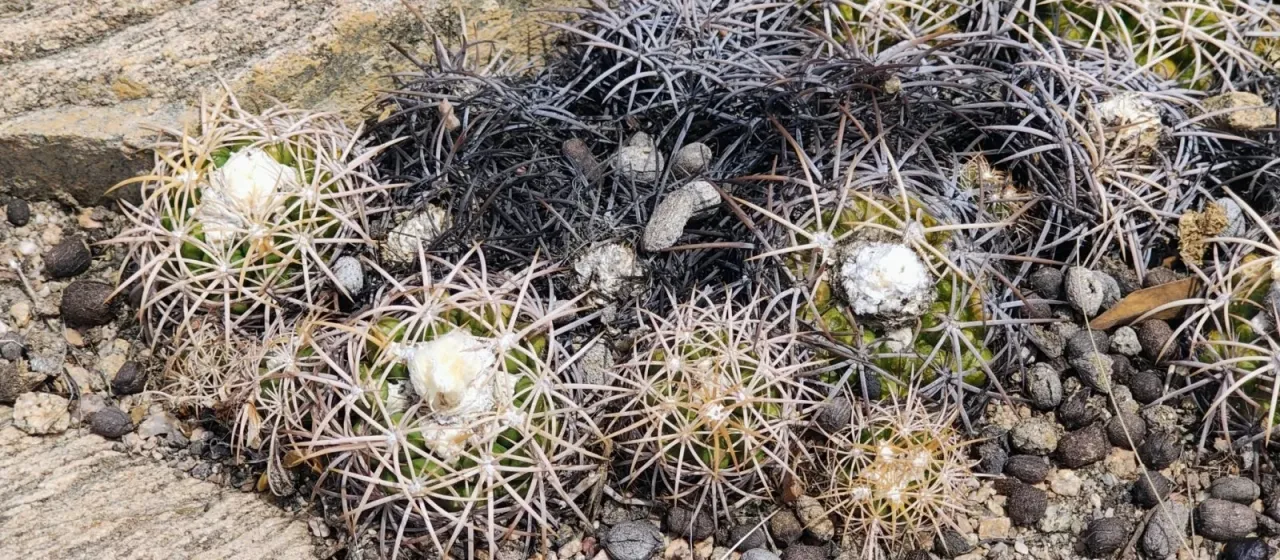 Discocactus zehntneri