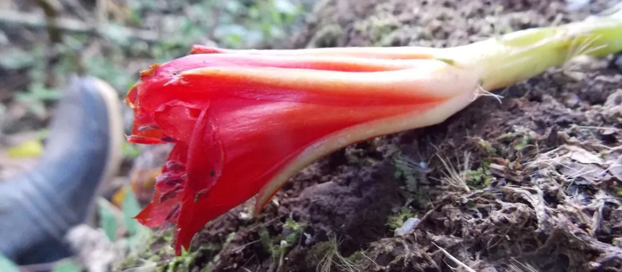 Heliocereus cinnabarinus