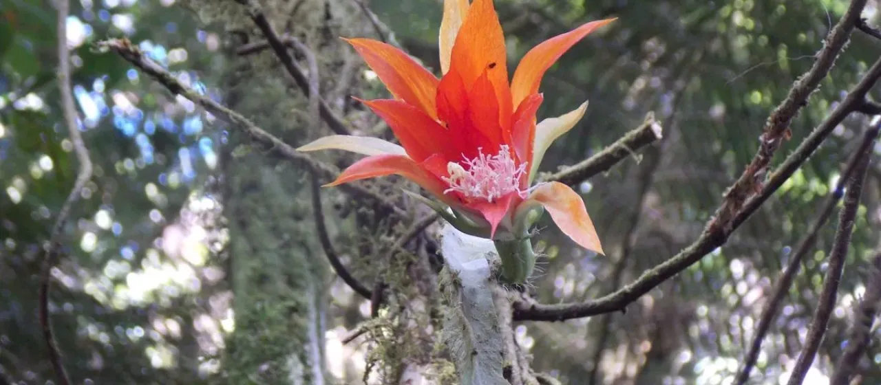 Orange Heliocereus
