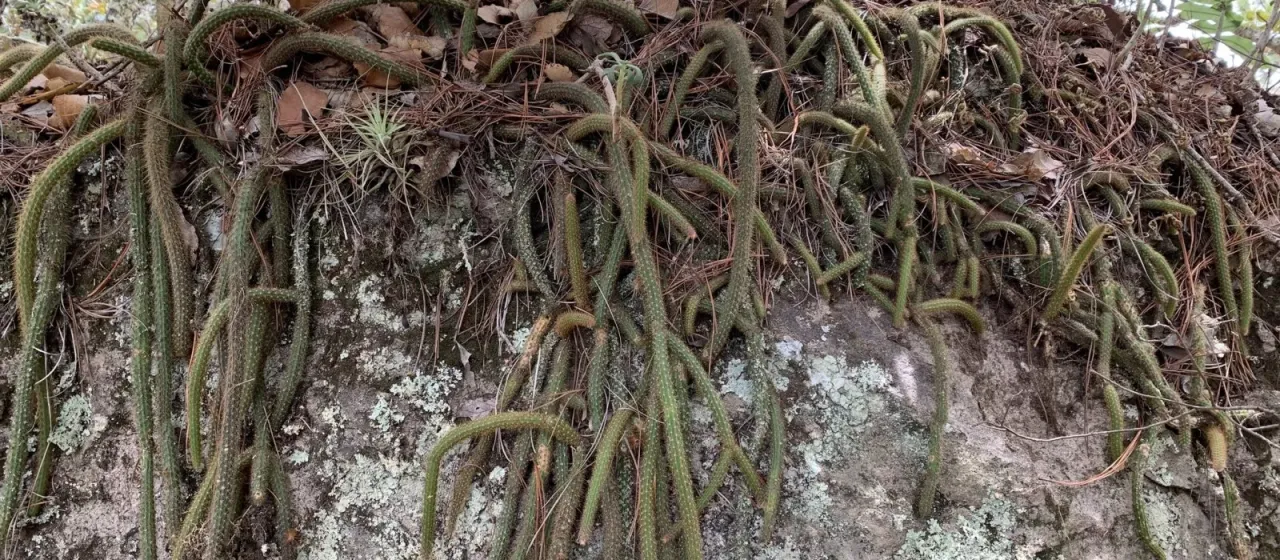 Aporocactus martianus