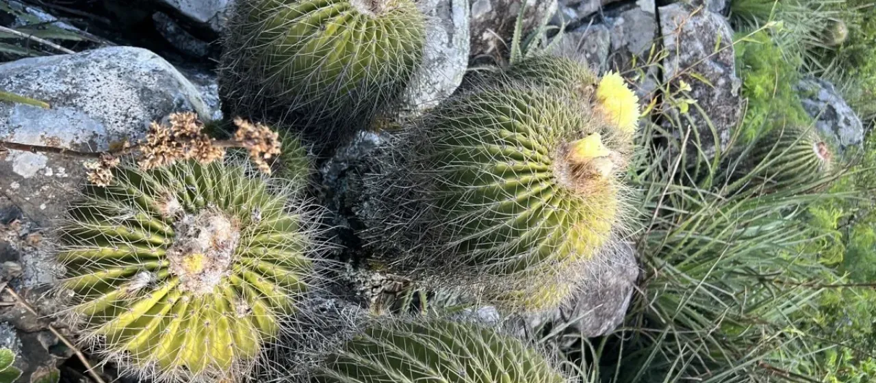 Parodia claviceps