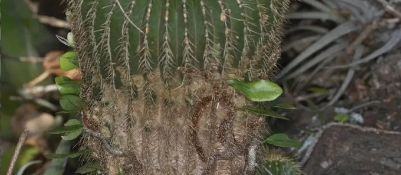 Parodia schumanniana
