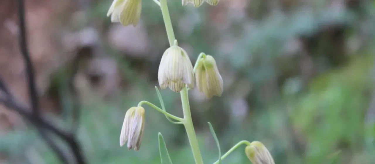 Persian fritillary
