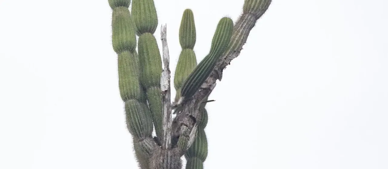 Jasminocereus thouarsii