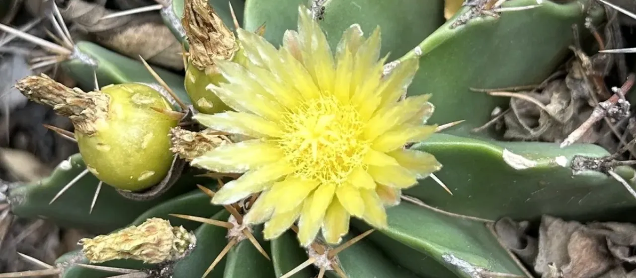 Ferocactus echidne