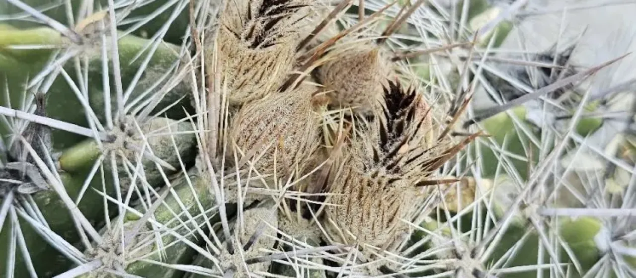 Ferocactus flavovirens