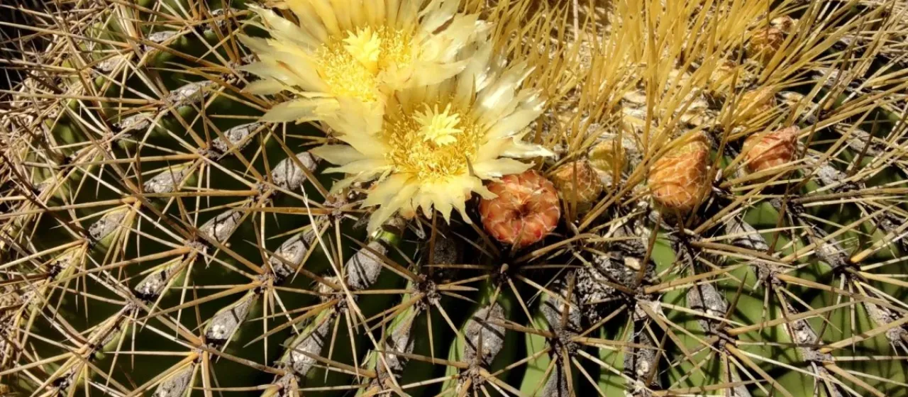 Ferocactus histrix