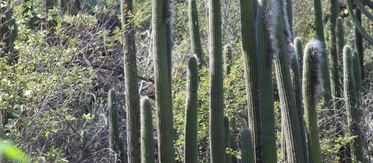 Thrixanthocereus blossfeldiorum