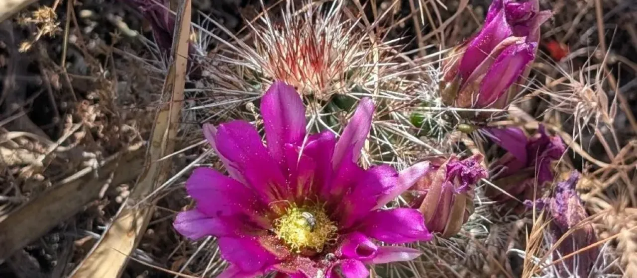 Echinocereus apachensis