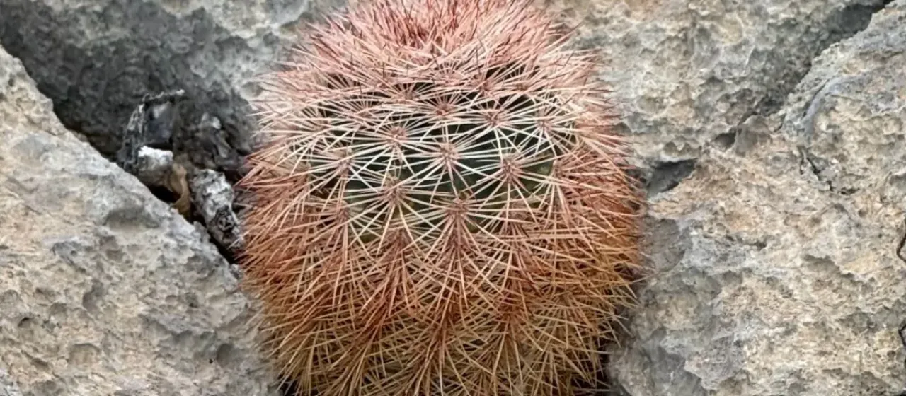 Echinocereus dasyacanthus