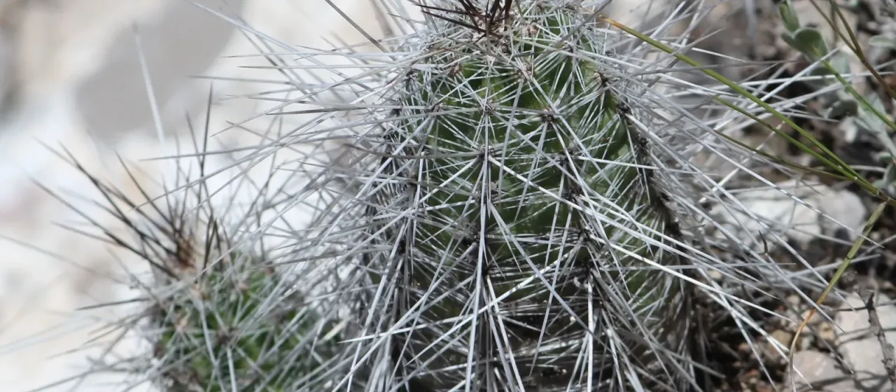 Echinocereus parkeri