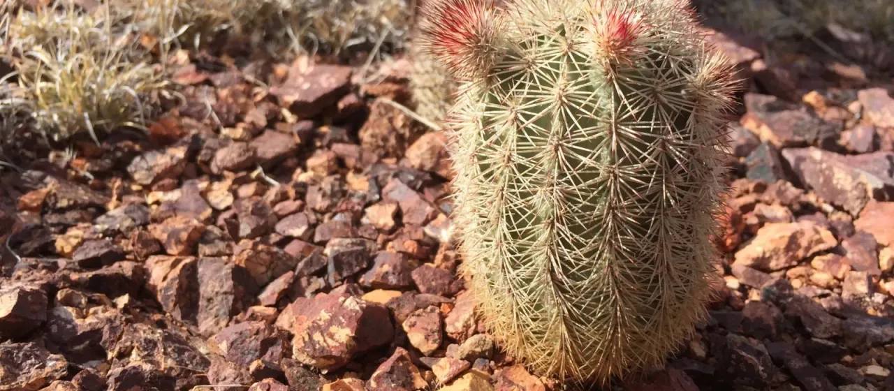 Echinocereus scopulorum