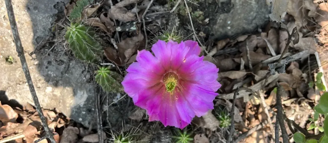 Echinocereus viereckii