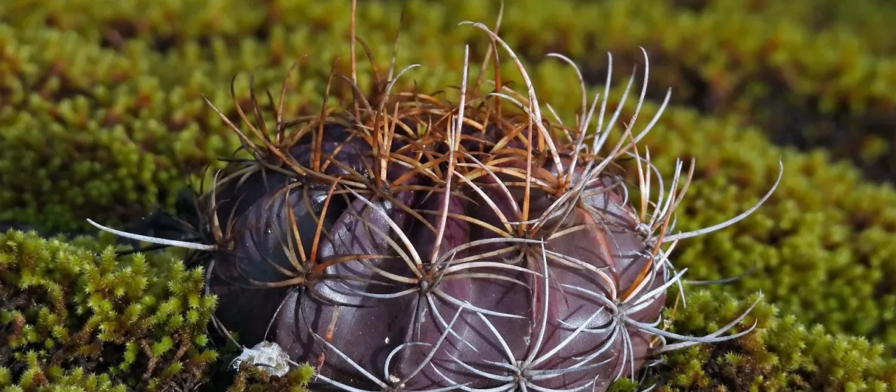 Lobivia ancistrophora