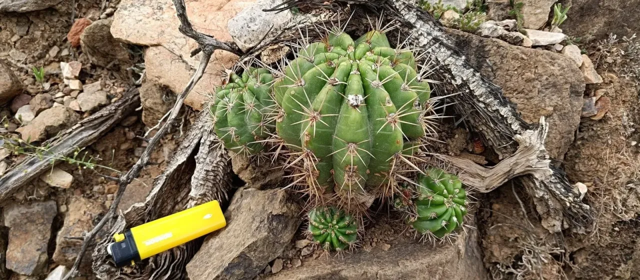Lobivia bridgesii